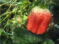 大田牧歌草莓采摘园