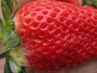 大田牧歌草莓采摘基地实景图